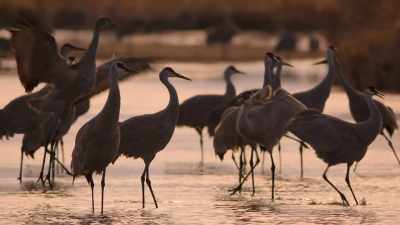 Now, we have dammed the river - Our Planet
