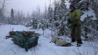 Now, when he
tucks in like that, - Life Below Zero: Next Generation