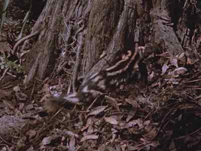 Now he's found one,
the next problem
is how to break it. - Prowlers of the Everglades