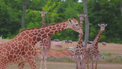 Now, he's getting down.
Come here, bud! - Secrets of the Zoo