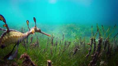 Now, he's leaving the seaweed thickets - Blue Planet II