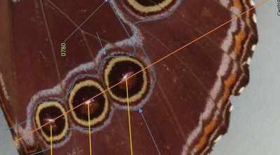 Now hessler wonders whether
a similar method - Mysteries of the Deep