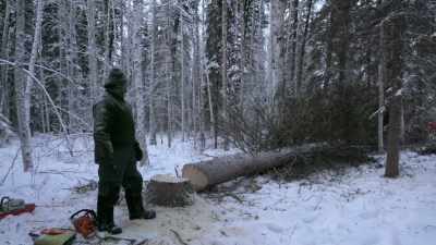 Now I gotta knock all
these branches off and start - Life Below Zero: Next Generation