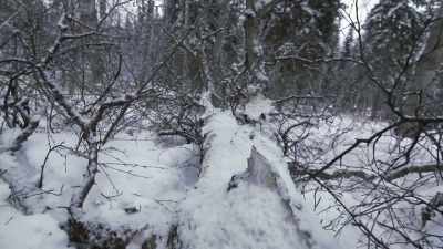 Now I just gotta
find a good tree, - Life Below Zero: Next Generation