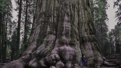 Now, I see this fragility
that I never saw. - Trees and Other Entanglements