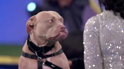 Now, I understand
that Wilson has a job? - 2022 American Rescue Dog Show