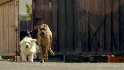 -NOW I WANT A DOG.
-[ LAUGHS ] - Mythbusters Jr.