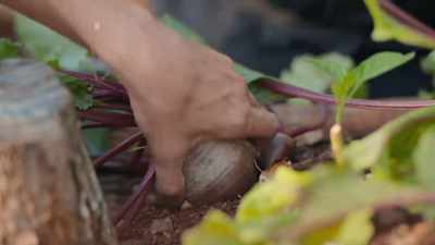 - Now, I'm sure the ancient
Maya would feel at home - Eva Longoria: Searching for Mexico