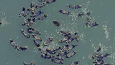 Now, in a few remote areas, - Oceans: Our Blue Planet