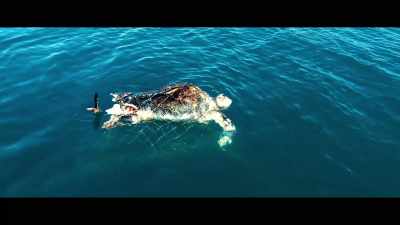 Now, this is so crashingly obvious,
why aren't we talking about it? - Seaspiracy