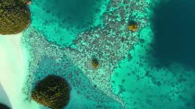 Now it's a nursery for baby sharks. - Our Planet