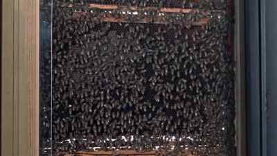 Now it's all right, as long as
they can hear the note, - The Deadly Bees