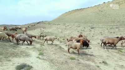 Now it's spring, they're returning
to the high summer pastures. - From Russia to Iran: Crossing Wild Frontier