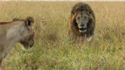 Now, it's time to encourage
the month old chicks - Dynasties