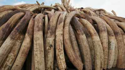 Now just 350,000 elephants remain. - Seven Worlds, One Planet