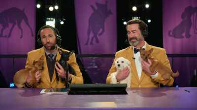 Now, listen, you can actually
adopt puppies like this - 2022 American Rescue Dog Show