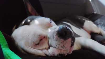 Now, listen,
Fred's a tough act to follow, - 2022 American Rescue Dog Show