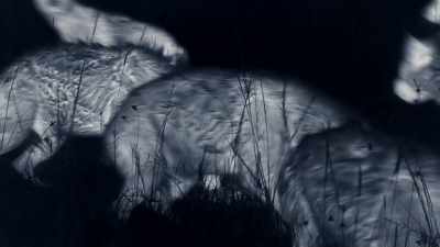 Now, they live in a twilight world, - Dynasties