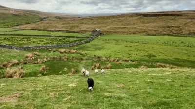 Now mid-May,
though isolation continues, - Our Yorkshire Farm