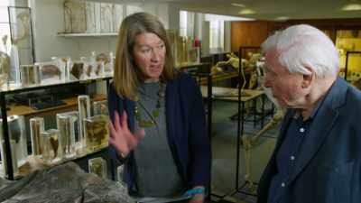 Now normally in animals
where that happens - Attenborough and the Sea Dragon