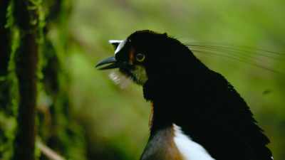 Now on to the next move: - Dancing with the Birds