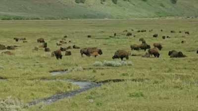 Now, on Yellowstone's
150th anniversary, - Yellowstone: One-Fifty