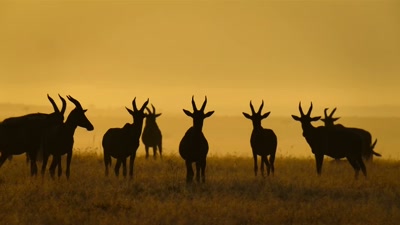 'Now, only the locals remain. - A Year on Planet Earth