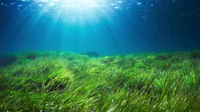 Now over ten miles across, - The Green Planet