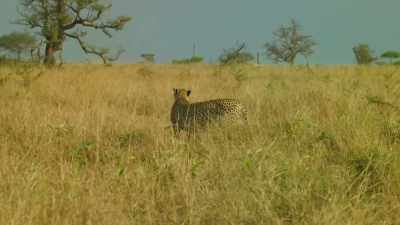 Now, her priority is
moving her family to safety. - Serengeti