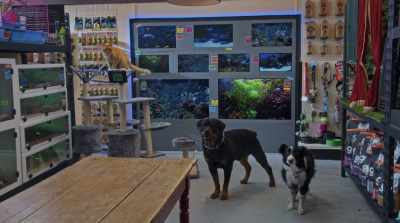 Now, remember, could be
any type of horrible animal. - Cats & Dogs 3: Paws Unite