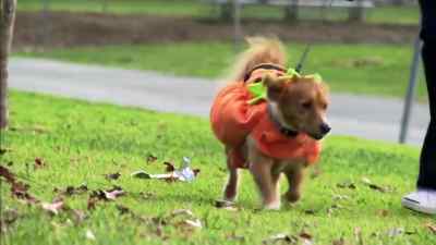 Now, remember, Mommy, - The Dog Who Saved Halloween