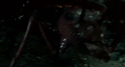 Now! - RON: Antie! - LITTLE RUSS: Get him! - Honey, I Shrunk the Kids