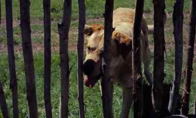 Now, Rose, you take it easy. - Old Yeller