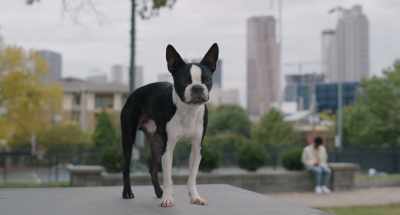 Now, rule number three, - Strays