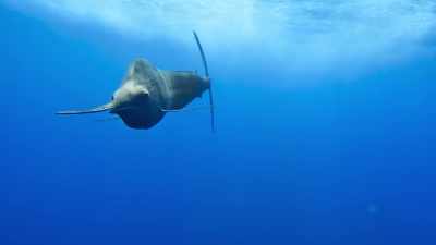 Now sailfish, - Blue Planet II