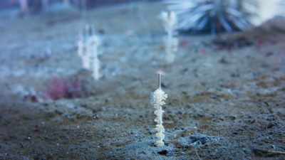 Now sea pens - Blue Planet II