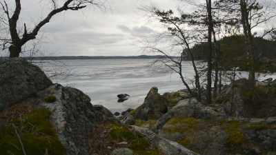 Now you see what makes the Saimaa
ringed seals so special. - Wild Nordic