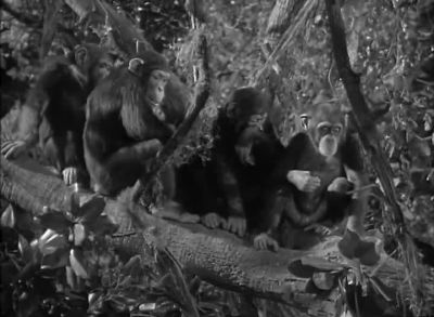 Now see that you turn on the charm - Tarzan Finds a Son!