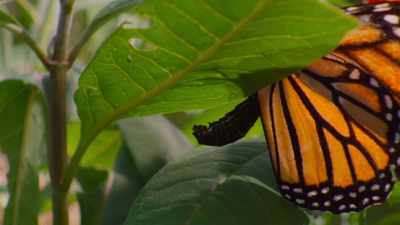 Now she is ready to breed. - The Secret Lives of Animals