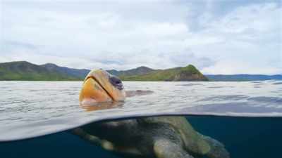 Now she's returned
to the very same beach - Blue Planet II