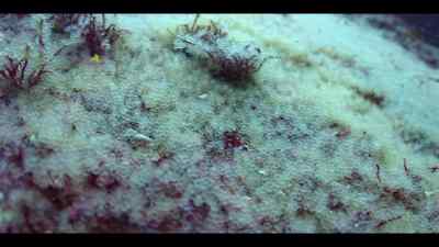 Now his sole focus is
to guard them until they hatch. - Our Oceans