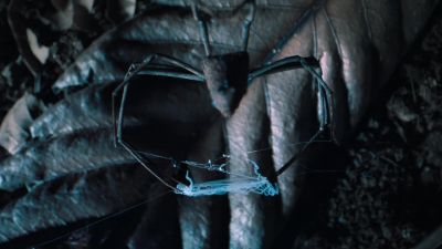 Now her spider sense comes into play. - Tiny World