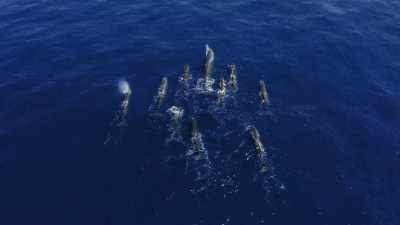 "Now, they swim in formation." - Secrets of the Whales