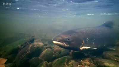 Now, thanks to an extraordinary
ability to smell the river - Wales: Land of the Wild