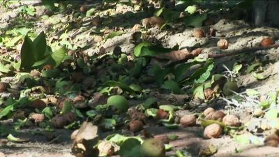 NOW THAT WE'VE SCATTERED
WALNUTS AND DEBRIS - Dirty Jobs