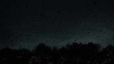 Now, that's what I call
a murder of crows. - The Dead Don't Die