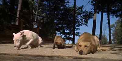 NOW, THE ANIMALS
WERE ALONE, - The Incredible Journey