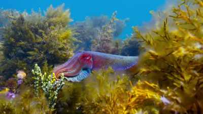 Now, as the Australian summer
draws to an end, - Blue Planet II