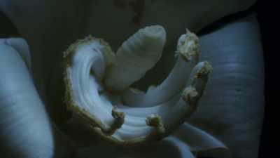 Now the balsa refills
its flowers, - The Green Planet
