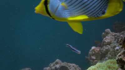 Now the blenny slowly moves in, - Attenborough's Life in Colour